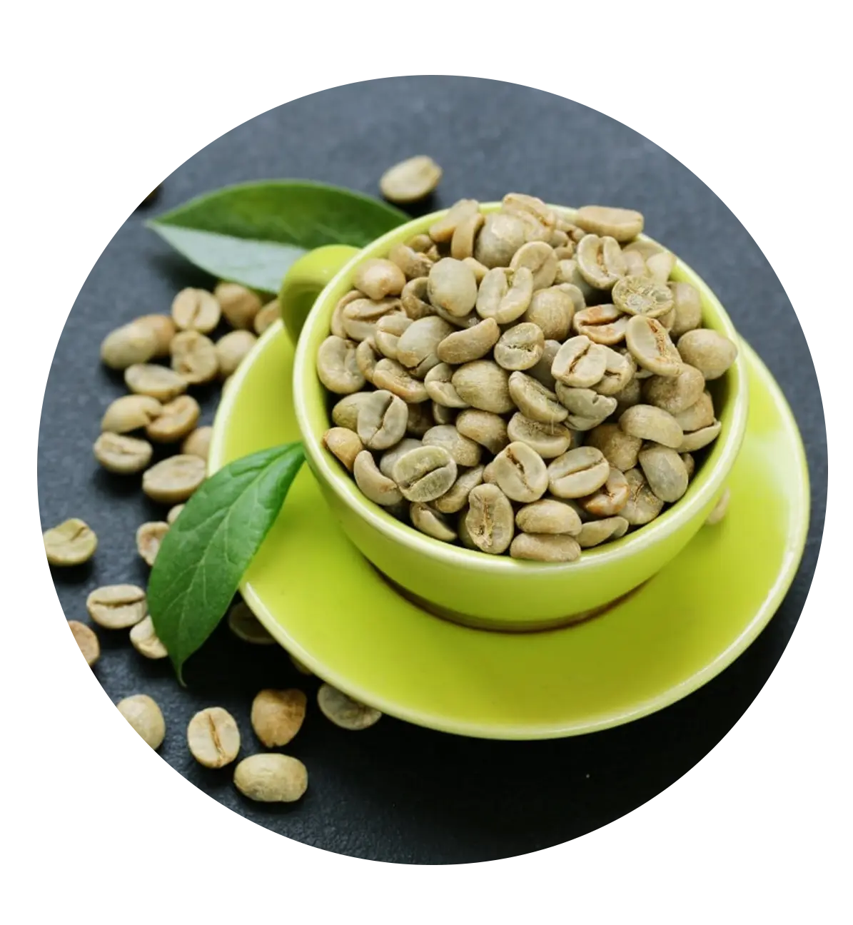 O ácido clorogênico do café verde é conhecido por reduzir a absorção de carboidratos no trato digestivo, ajudando a controlar os níveis de açúcar no sangue. Isso promove a queima de gordura e melhora o metabolismo, auxiliando no processo de emagrecimento.